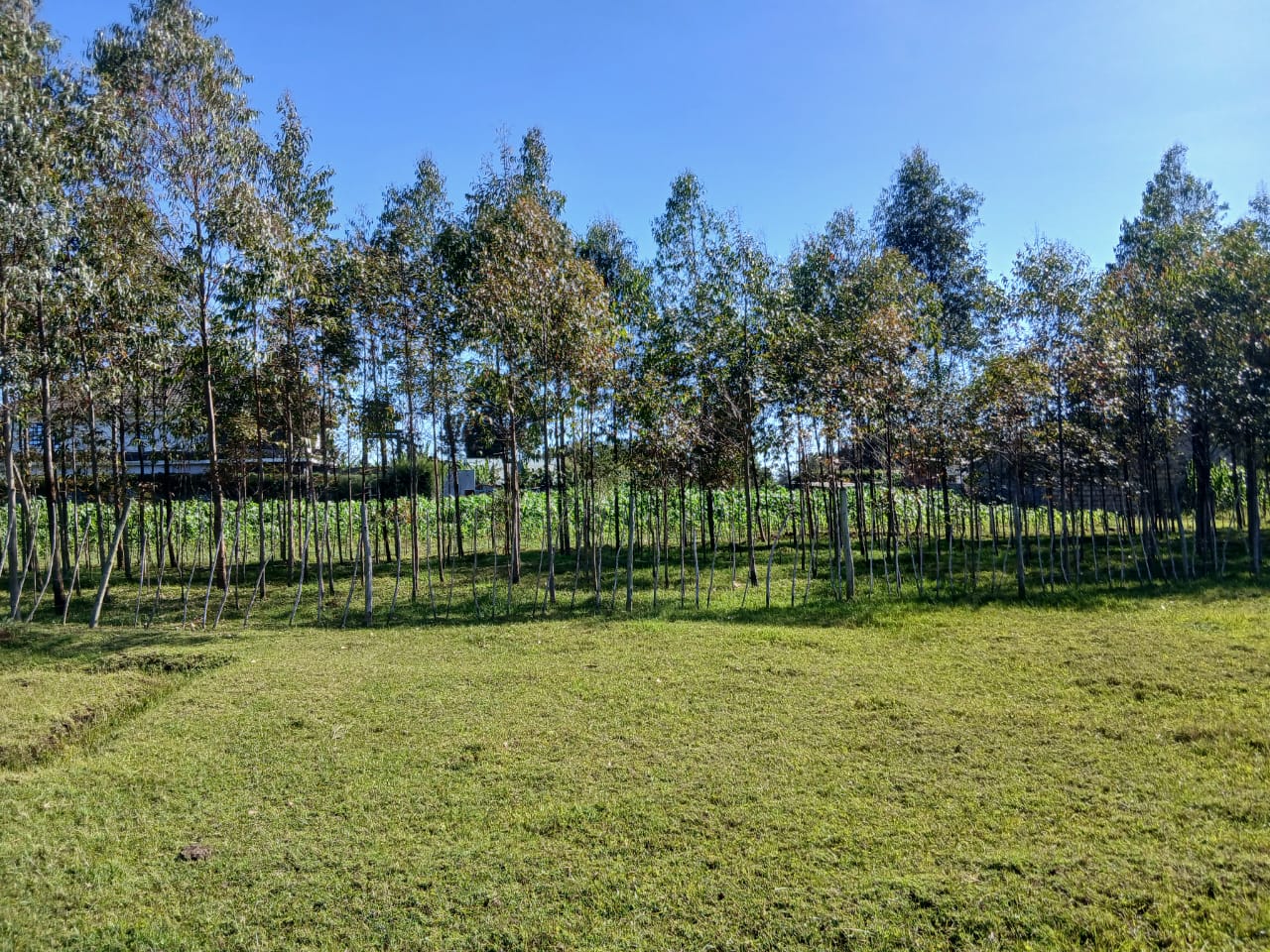 1 Acre Residential Land for Sale in Growel (10)
