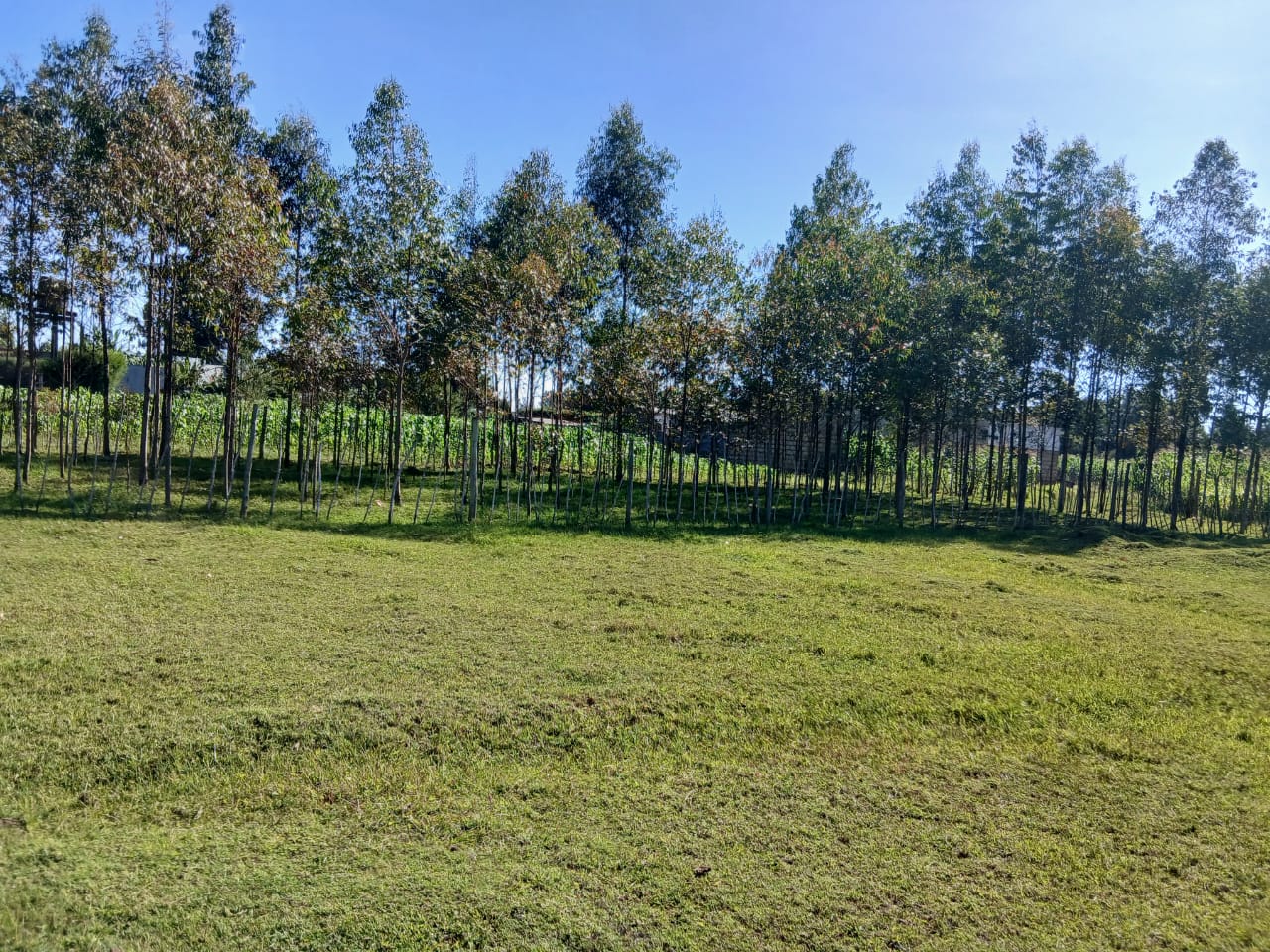 1 Acre Residential Land for Sale in Growel (11)