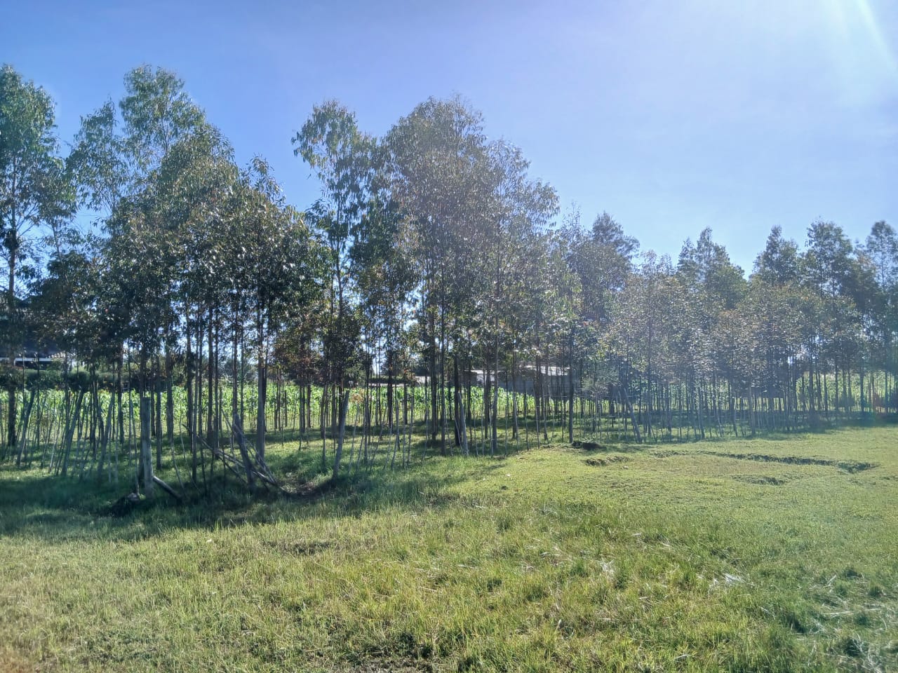 1 Acre Residential Land for Sale in Growel (7)